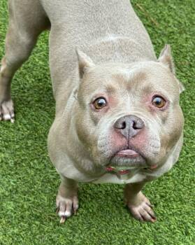 Rescue Pit Bull Terrier Dogs for Adoption in Sandy Springs, Georgia - Mocha | PetCurious