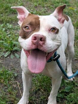 Aislynn -  Pit Bull Terrier Dog for Adoption in Chicago, Illinois - Aislynn | PetCurious