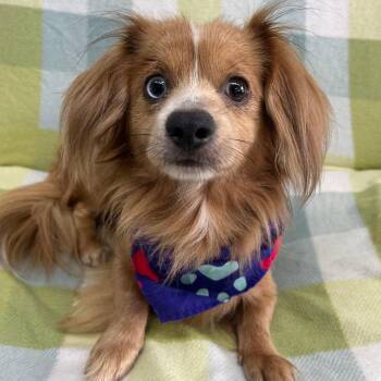 Woody in NH Come Meet Our Adoptable Dogs Wed-Sat More Info in Bi -  Dachshund and Chihuahua Dog for Adoption in Manchester, New Hampshire - Woody In NH Come Meet Our Adoptable Dogs Wed-Sat More Info In Bi | PetCurious
