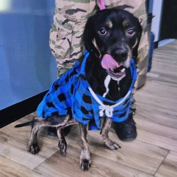 Rescue Pit Bull Terrier and Rottweiler Dogs for Adoption in Newark, New Jersey - Joker | PetCurious