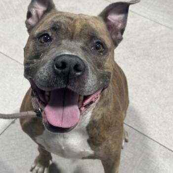 Remy -  Pit Bull Terrier and American Staffordshire Terrier Dog for Adoption in Lyndhurst, New Jersey - Remy | PetCurious