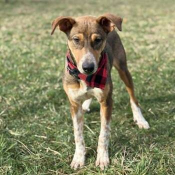 Shepherd Dogs Available for Adoption in Martinez, California - Penny | PetCurious