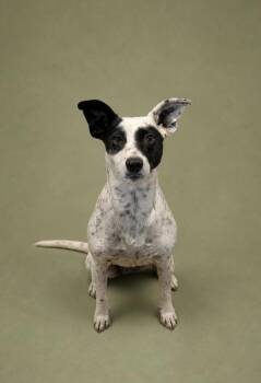 Australian Cattle Dog Blue Heeler and Rat Terrier Dogs Available for Adoption in Austin, Texas - Betty Boop | PetCurious