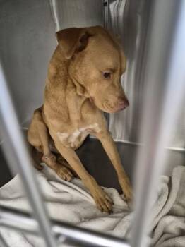 Ic 3c Rex -  Pit Bull Terrier Dog for Adoption in Lawrenceville, Georgia - Ic 3c Rex | PetCurious
