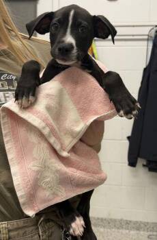Elm -  Mixed Breed Dog for Adoption in Kansas City, Missouri - Elm | PetCurious