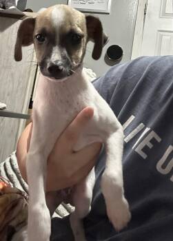 Rusty -  Terrier Dog for Adoption in Columbus, Indiana - Rusty | PetCurious