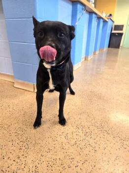 ISIS SNOW -  Australian Cattle Dog Blue Heeler and Mixed Breed Dog Available for Adoption in St. Louis, Missouri - ISIS SNOW | PetCurious