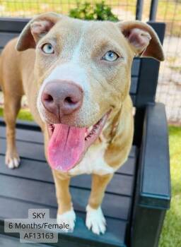 Sky -  Pit Bull Terrier and Mixed Breed Dog for Adoption - Sky | PetCurious
