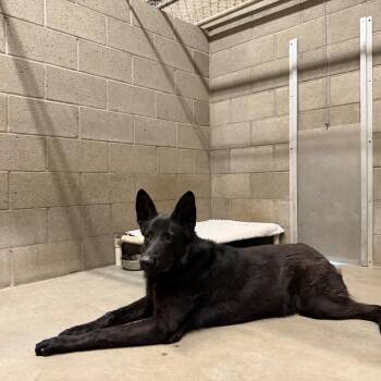 German Shepherd Dog Dogs Available for Adoption in Yuma, Arizona - Dempsey | PetCurious