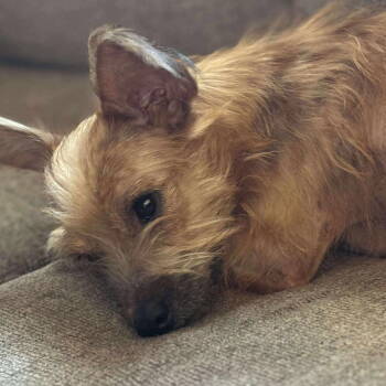 Rescue Yorkshire Terrier Dogs for Adoption in Grand Bay, Alabama - Uri | PetCurious