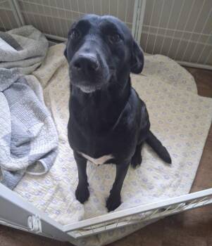 Bonnie -  Black Labrador Retriever and Husky Dog for Adoption in Bella Vista, Arkansas - Bonnie | PetCurious