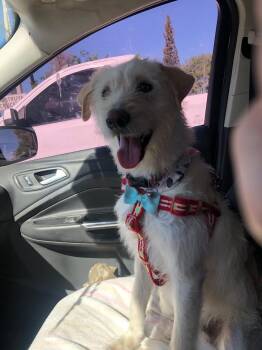 Camilo -  Wirehaired Terrier Dog for Adoption in Estes Park, Colorado - Camilo | PetCurious
