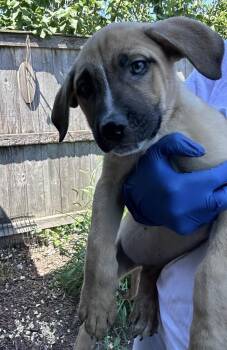 Hart -  Golden Retriever and Labrador Retriever Dog for Adoption in Bull Valley, Illinois - Hart | PetCurious
