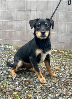 Mixed Breed Dogs Available for Adoption - Megan | PetCurious