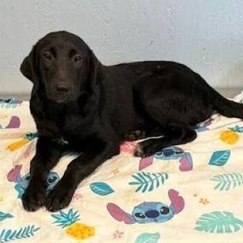 Xaria -  Labrador Retriever and Collie Dog for Adoption in Hattiesburg, Mississippi - Xaria | PetCurious