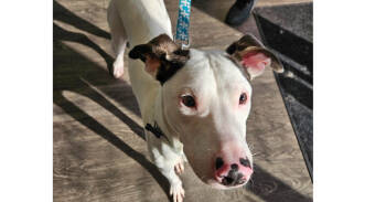 Rescue Whippet Dogs for Adoption in Youngsville, North Carolina - Sid | PetCurious