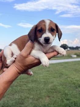 Adina -  Australian Shepherd and Dachshund Dog for Adoption in Morton Grove, Illinois - Adina | PetCurious