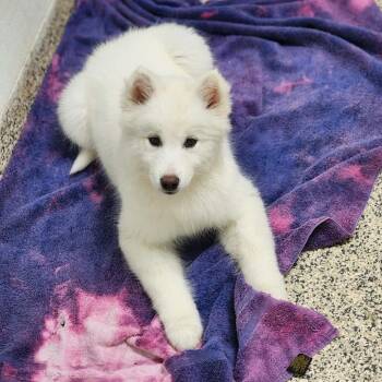 Siberian Husky Dogs Available for Adoption - Blossom | PetCurious