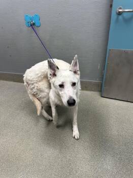 FOREST -  Pointer and Mixed Breed Dog for Adoption in Las Vegas, Nevada - FOREST | PetCurious
