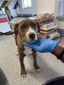 Autumn -  Mixed Breed Dog for Adoption in West Chester, Pennsylvania - Autumn | PetCurious