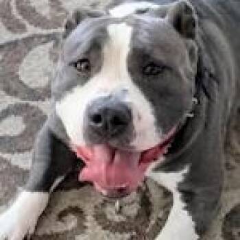 Rescue American Bully Dogs for Adoption in Ottawa Hills, Ohio - ZZ - Classified Ad - Lucky (Courtesy Listing - Not Affiliated Wi | PetCurious