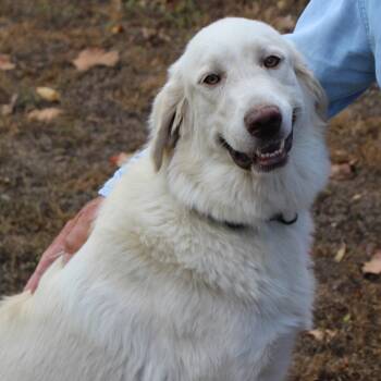 Mabel-Simply gorgeous -  Great Pyrenees and Golden Retriever Dog for Adoption in Houston, Texas - Mabel-Simply Gorgeous | PetCurious
