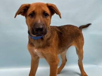 Malachi -  German Shepherd Dog and Mixed Breed Dog for Adoption in Minneapolis, Minnesota - Malachi | PetCurious