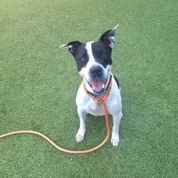 Rescue American Staffordshire Terrier Dogs for Adoption in Apache Junction, Arizona - Bau | PetCurious