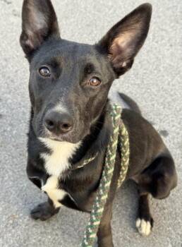 Pepper -  Black Labrador Retriever and Shepherd Dog for Adoption in Anderson, Indiana - Pepper | PetCurious