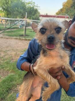 LILO -  Yorkshire Terrier and Pomeranian Dog for Adoption in New York, New York - LILO | PetCurious