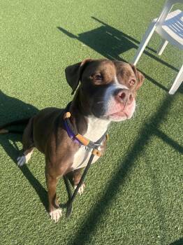 Pit Bull Terrier Dogs Available for Adoption in Cleveland, Ohio - Catalina | PetCurious