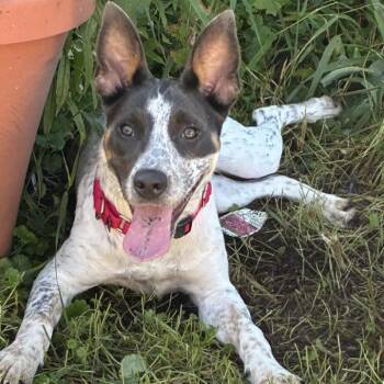 Rescue Cattle Dog and Terrier Dogs for Adoption in Racine, Wisconsin - Bell Bell | PetCurious