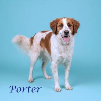Australian Shepherd and Great Pyrenees Dogs Available for Adoption in Lebanon, Tennessee - Porter Wagoner D24-138 | PetCurious