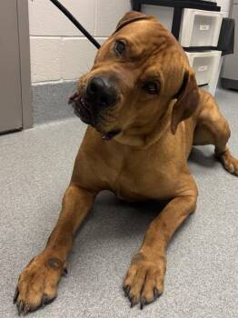 SINATRA -  Rhodesian Ridgeback Dog Available for Adoption in Indianapolis, Indiana - SINATRA | PetCurious