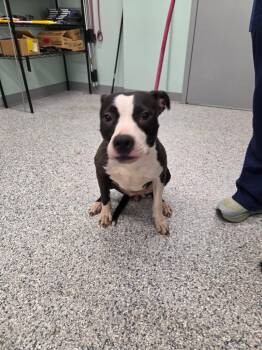 Leverne -  Terrier Dog for Adoption in Athens, Tennessee - Leverne | PetCurious