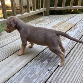 Chip -  Terrier and Mixed Breed Dog for Adoption in Raleigh, North Carolina - Chip | PetCurious