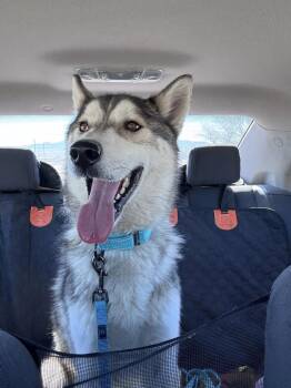 Otto -  Husky Dog for Adoption in Incline Village, Nevada - Otto | PetCurious