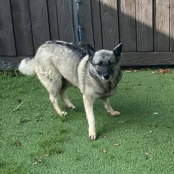 Livvie 2551 -  Norwegian Elkhound Dog for Adoption in Loxahatchee Groves, Florida - Livvie 2551 | PetCurious