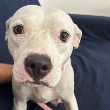 Alice -  Terrier Dog for Adoption in Fort Lauderdale, Florida - Alice | PetCurious