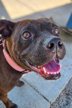Girly Pop -  Mixed Breed Dog for Adoption in Cincinnati, Ohio - Girly Pop | PetCurious