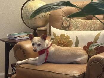 TEEKA -  Chihuahua Dog for Adoption in Edgecliff Village, Texas - TEEKA | PetCurious