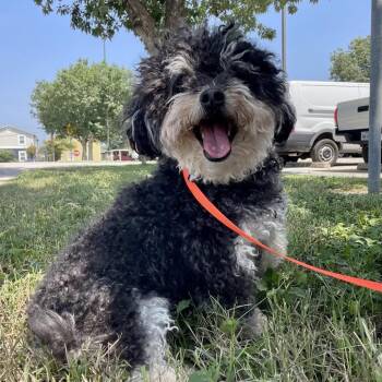 Zoey -  Miniature Poodle and Mixed Breed Dog for Adoption in Wimberley, Texas - Zoey | PetCurious