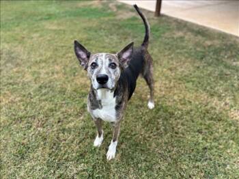 Rescue German Shepherd Dog and Mixed Breed Dogs for Adoption in Grovetown, Georgia - DUTCHES | PetCurious