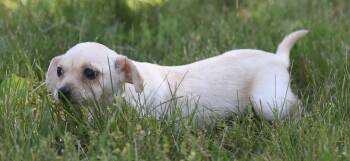 Tulip -  Chihuahua Dog for Adoption in Mechanicsburg, Pennsylvania - Tulip | PetCurious
