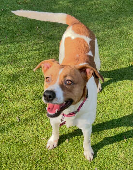 Rescue Hound Dogs for Adoption in Sandy Springs, Georgia - Kelly | PetCurious