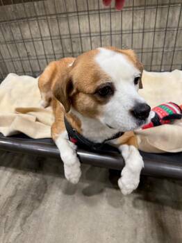 Spaniel and Mixed Breed Dogs Available for Adoption - Meme 26-7235 | PetCurious