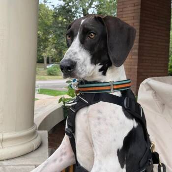 Lola 22827 -  Hound and Pointer Dog for Adoption in Minneapolis, Minnesota - Lola 22827 | PetCurious