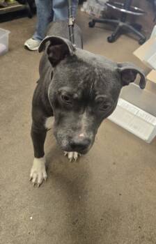 Rescue Mixed Breed Dogs for Adoption in West Chester, Pennsylvania - Harvest | PetCurious