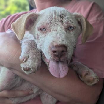 Gojo -  Mixed Breed Dog for Adoption in Melbourne, Kentucky - Gojo | PetCurious