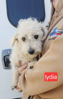 Poodle Dogs Available for Adoption - Lydia | PetCurious